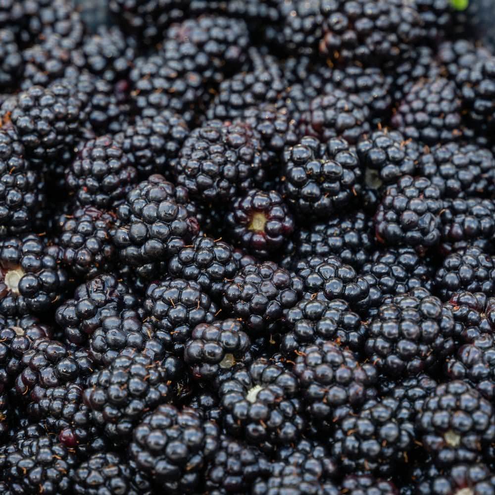 Frozen Black Berries